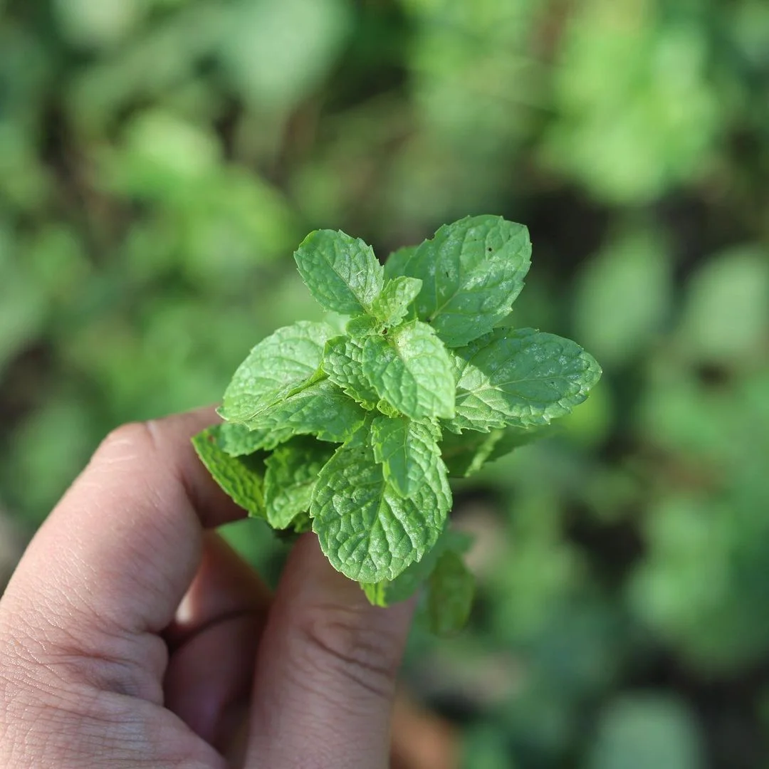 Gardening Mint-Mentha-spp 30 Indoor Plants That Like Direct Sunlight