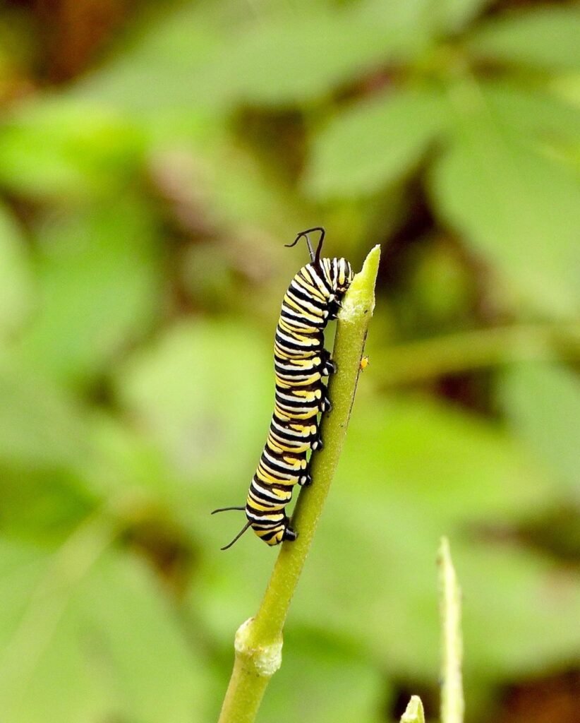 15 Black and Orange Caterpillars (With Pictures) - Gardener's School