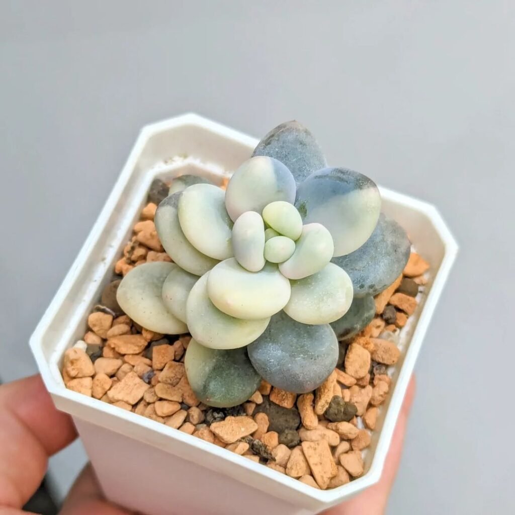 Gardening Moonstones-Pachyphytum-oviferum-1024x1024 20 Low Light Succulents For Indoor Spaces