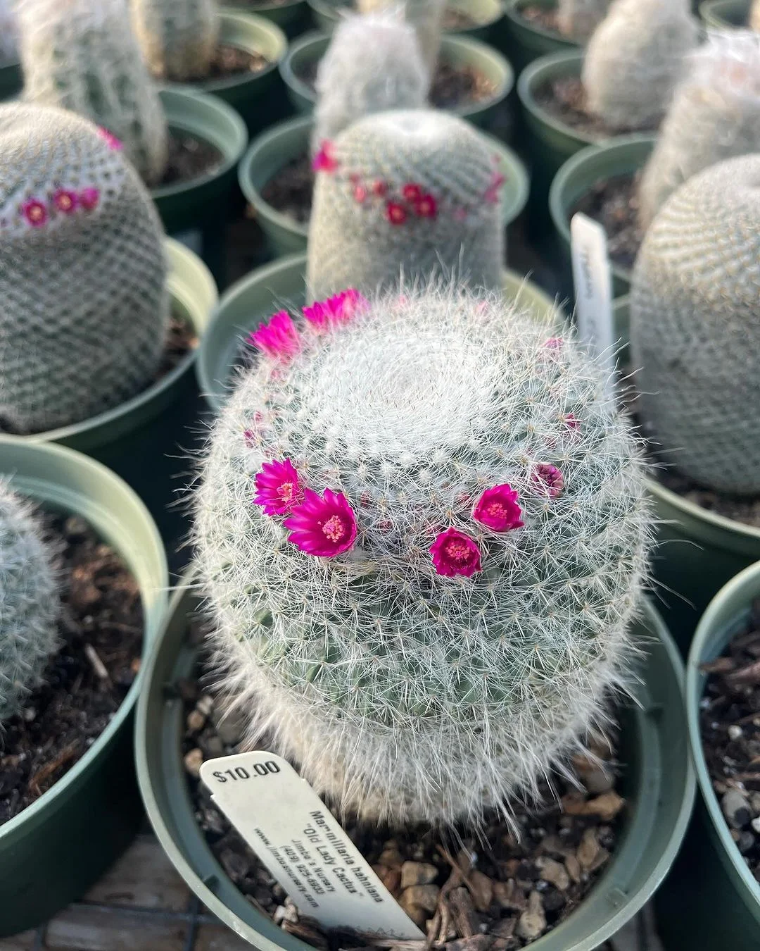 Gardening Old-Lady-Cactus-Mammillaria-hahniana 30 Indoor Plants That Like Direct Sunlight