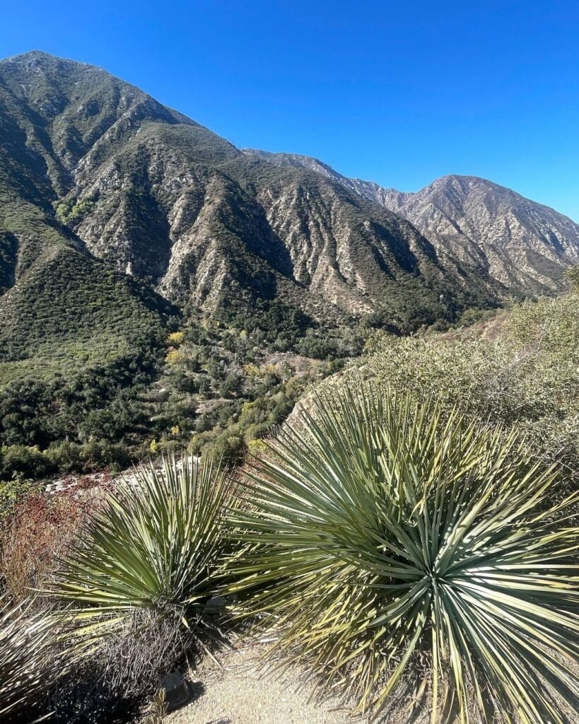 Gardening Our-Lords-Candle-Yucca-whipplei-819x1024 20 Types of Yucca Plants (With Pictures)