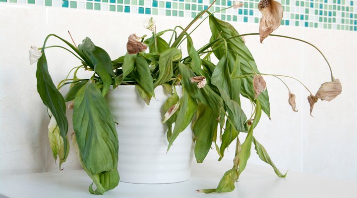 Gardening Overwatered-Houseplants How to Save Your Overwatered Houseplants : Complete Guide