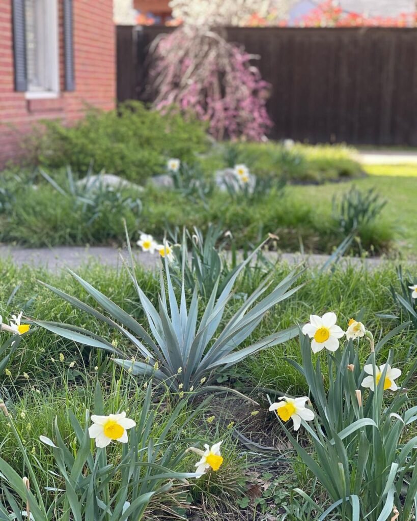 Gardening Paleleaf-Yucca-Yucca-pallida-819x1024 20 Types of Yucca Plants (With Pictures)