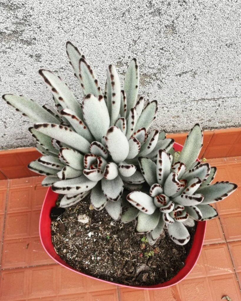 Gardening Panda-Plant-Kalanchoe-tomentosa-819x1024 20 Low Light Succulents For Indoor Spaces