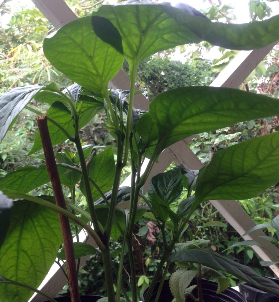 Gardening Patient-and-Persevere-House-Plants-946x1024 How to Save Your Overwatered Houseplants : Complete Guide