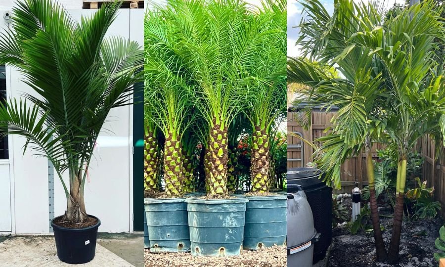 The Best Potted Palm Trees For Outdoors (With Pictures)
