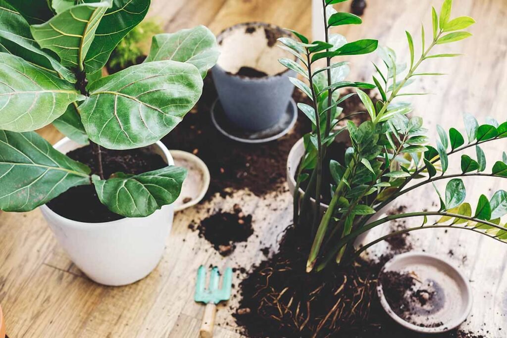 Gardening Potting-House-Plants-1024x683 How to Save Your Overwatered Houseplants : Complete Guide