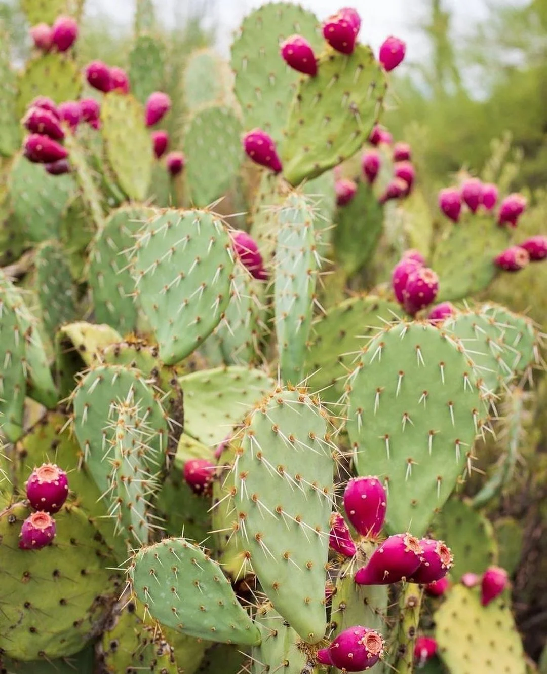 Gardening Prickly-Pear-Cactus-Opuntia-spp 30 Indoor Plants That Like Direct Sunlight