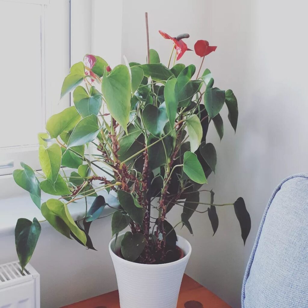 Gardening Propagation-anthurium-bessae-1024x1024 Bringing the Rainforest Home with Anthurium Besseae