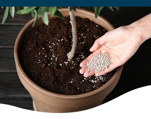 Gardening Prune-and-Fertilize-House-Plants How to Save Your Overwatered Houseplants : Complete Guide