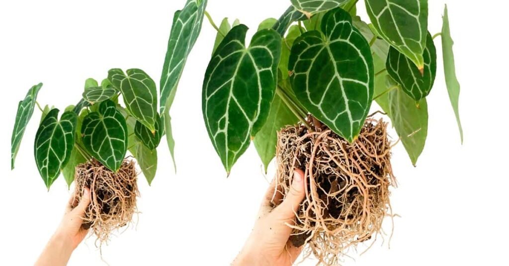Gardening Pruning-and-Repotting-1024x536 Bringing the Rainforest Home with Anthurium Besseae
