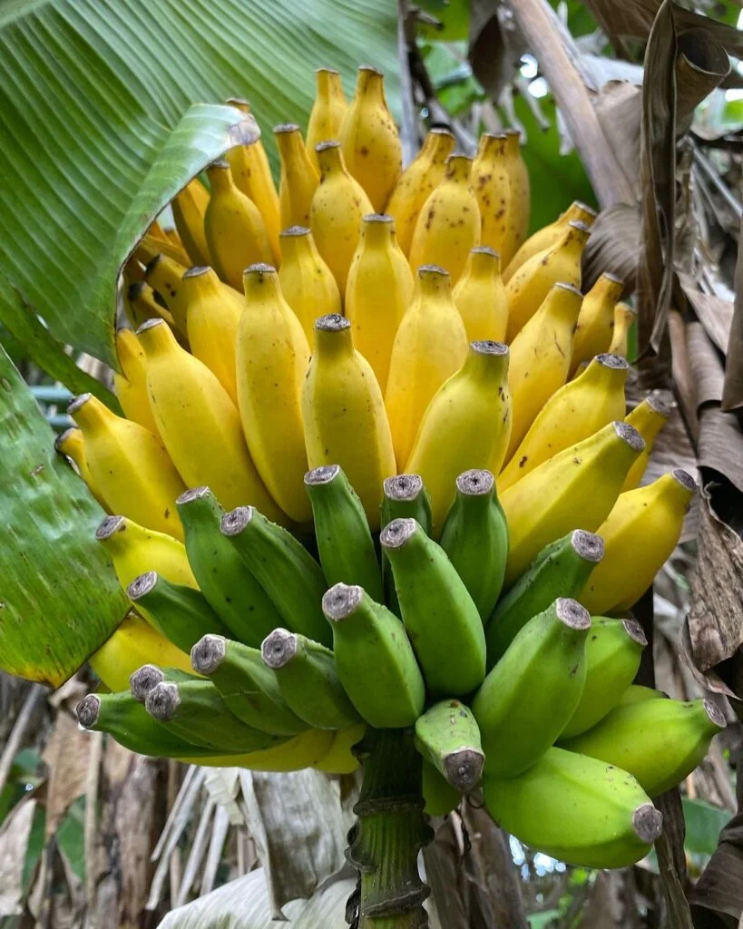 Gardening Raja-Puri-Banana-Musa-acuminata-Raja-Puri-819x1024 7 Adding Tropical Flare with Variegated Banana Plants