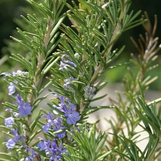 Gardening Rosemary-Rosmarinus-officinalis 30 Indoor Plants That Like Direct Sunlight