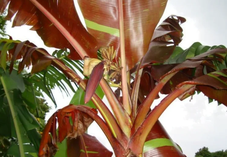 Gardening Screenshot-2024-03-29-115525 7 Adding Tropical Flare with Variegated Banana Plants