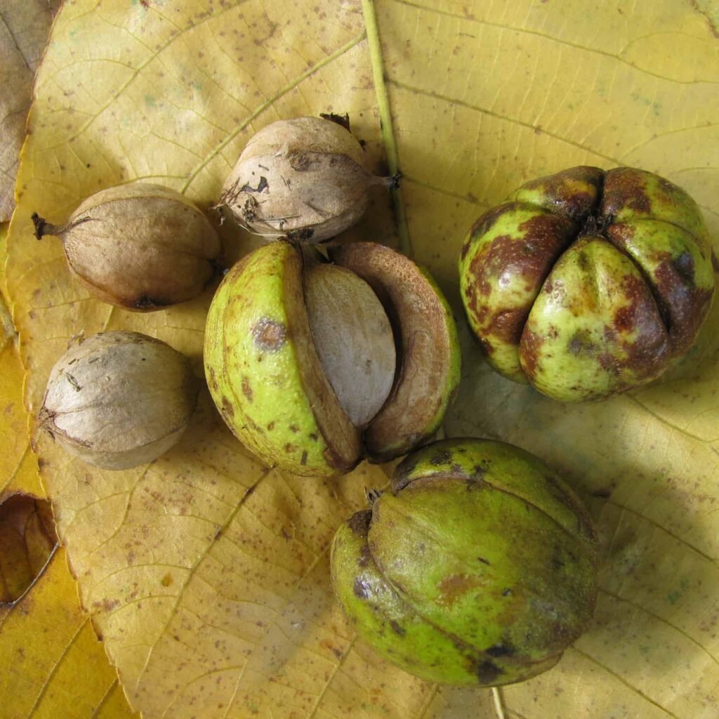 Types of Hickory Nuts – Identification Guide - Gardener's School