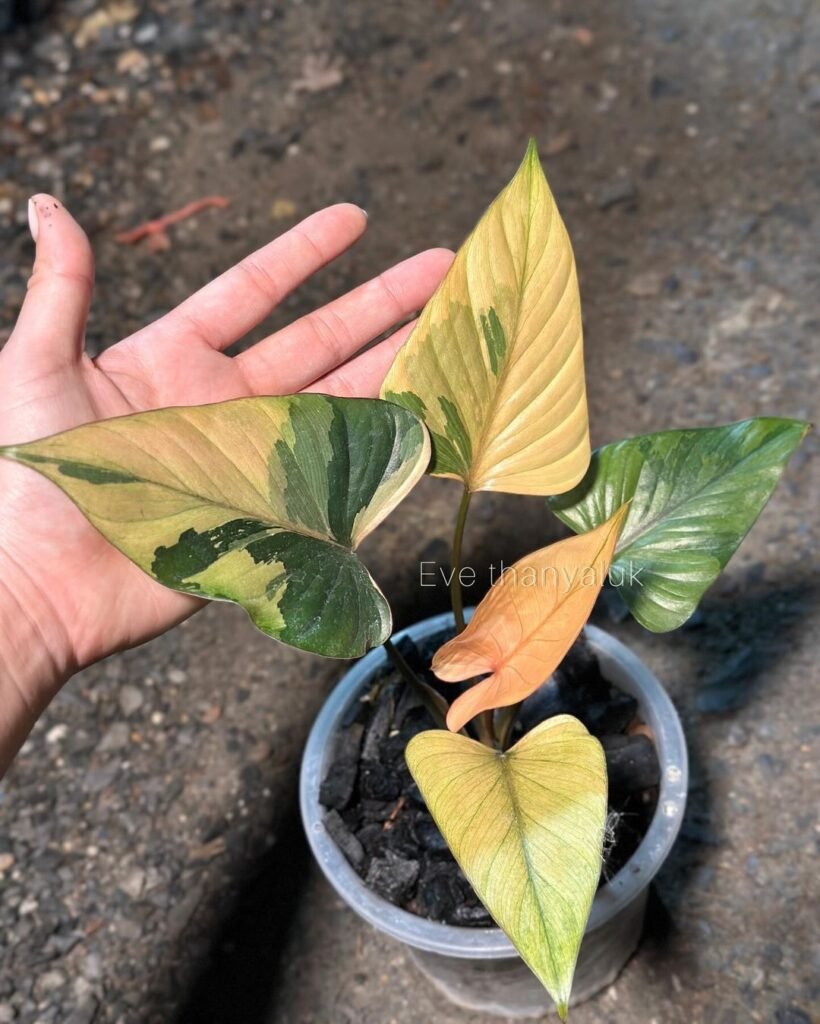 Gardening Silver-Sword-Homalomena-Homalomena-aromatica-820x1024 Fantastic Foliage: Exploring Homalomena Varieties