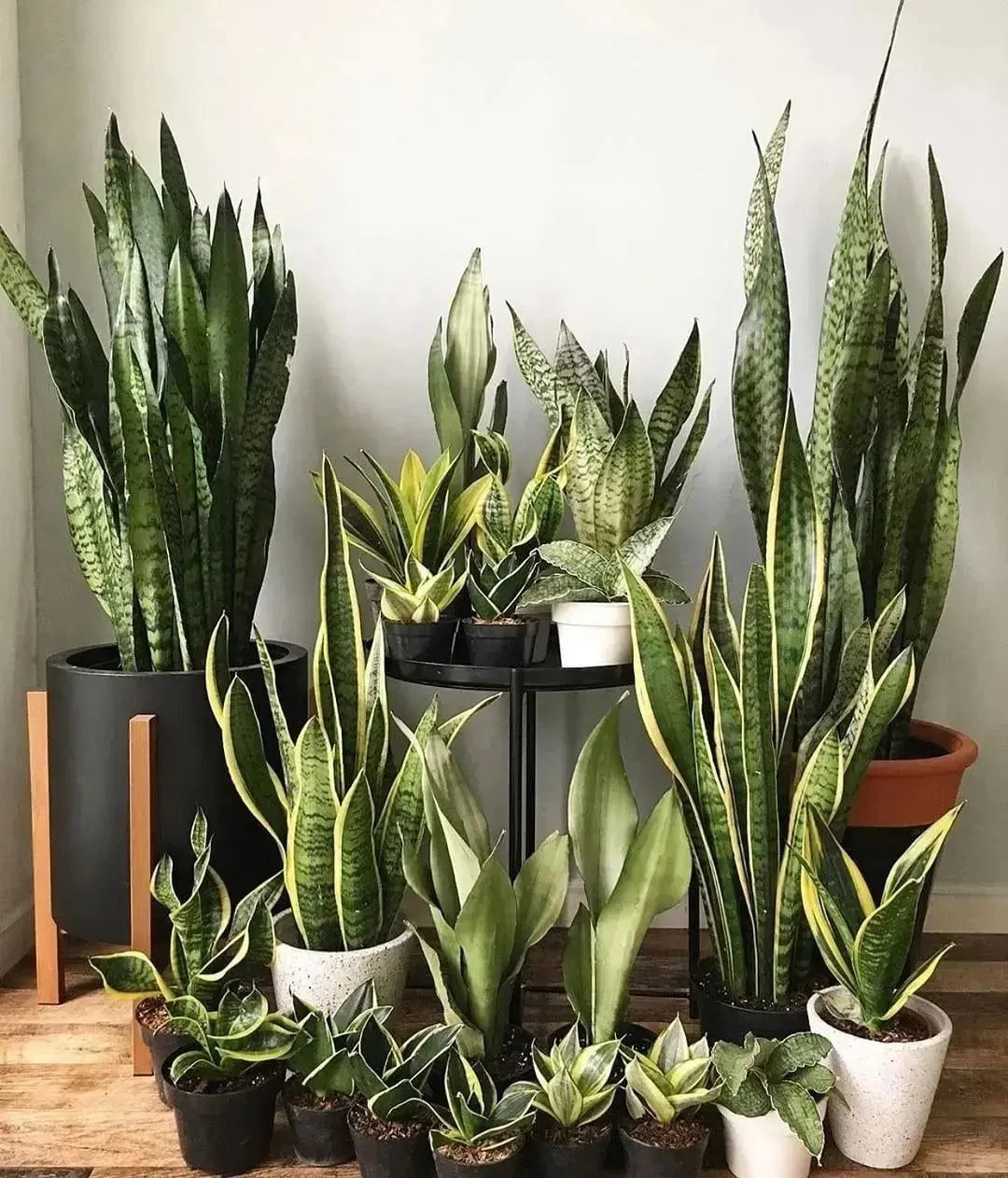 Gardening Snake-Plant-Dracaena-trifasciata 30 Indoor Plants That Like Direct Sunlight