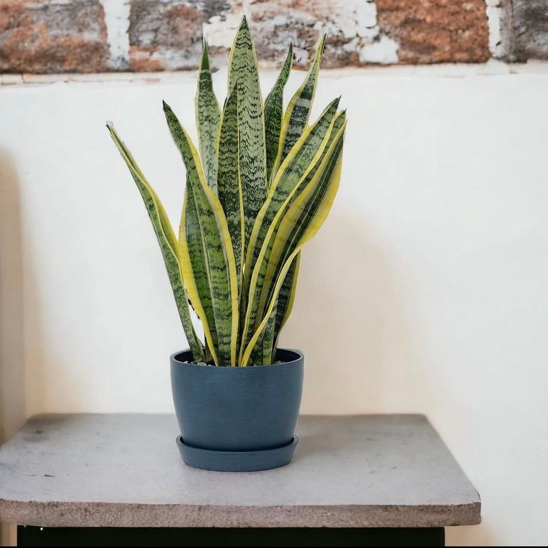 Gardening Snake-Plant-Mother-in-Laws-Tongue 5 House Plants That Can Improve Your Sleep