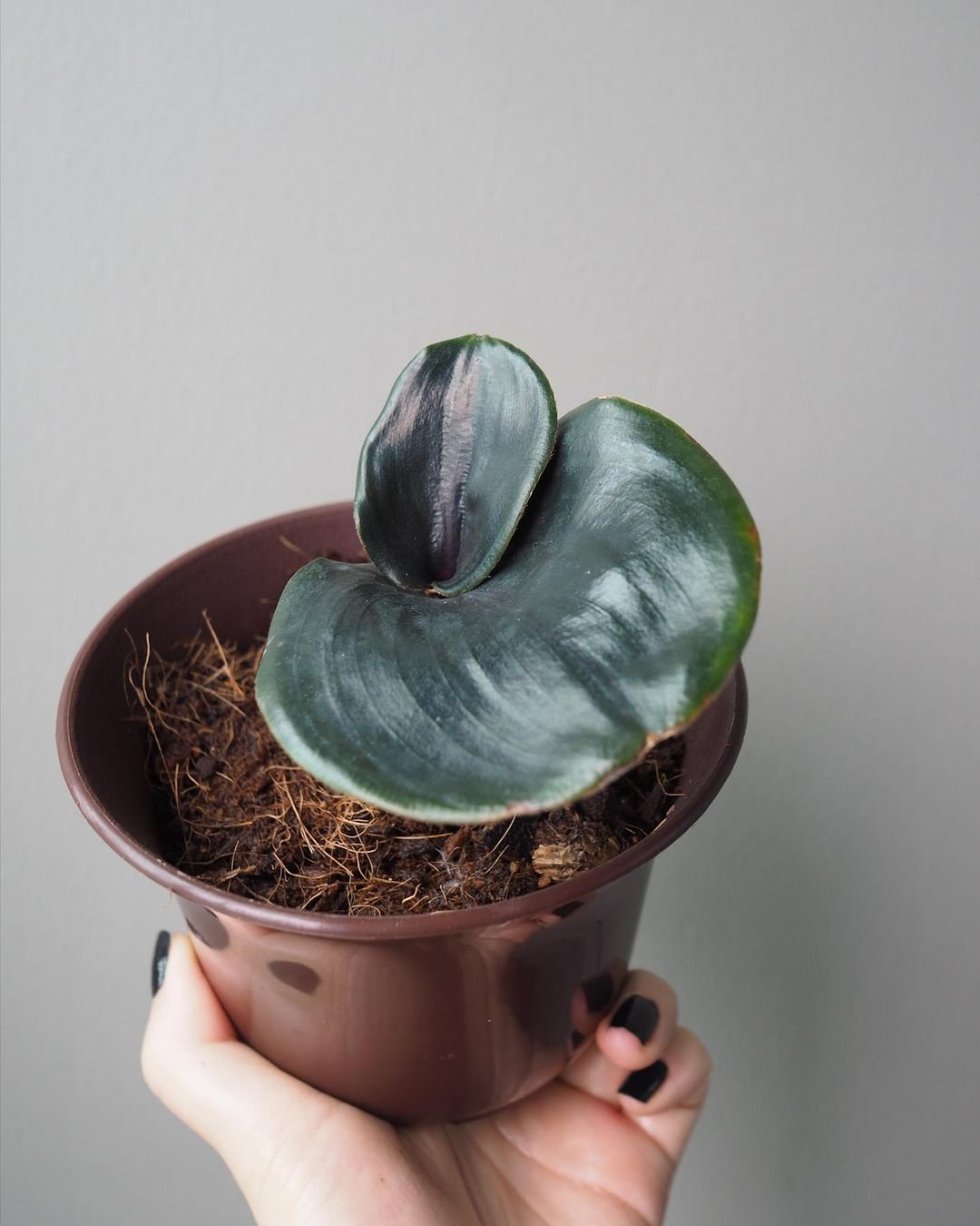 Gardening Snapinsta.app_103690983_298395418000981_8095730393822789461_n_1080 Geogenanthus Ciliatus: How to Care for the Fuzzy Lip Plant