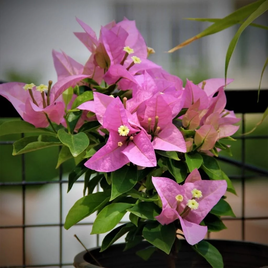 Gardening Snapinsta.app_182577886_518639872880812_3036108484310533875_n_1080-1024x1024 30 Indoor Plants That Like Direct Sunlight