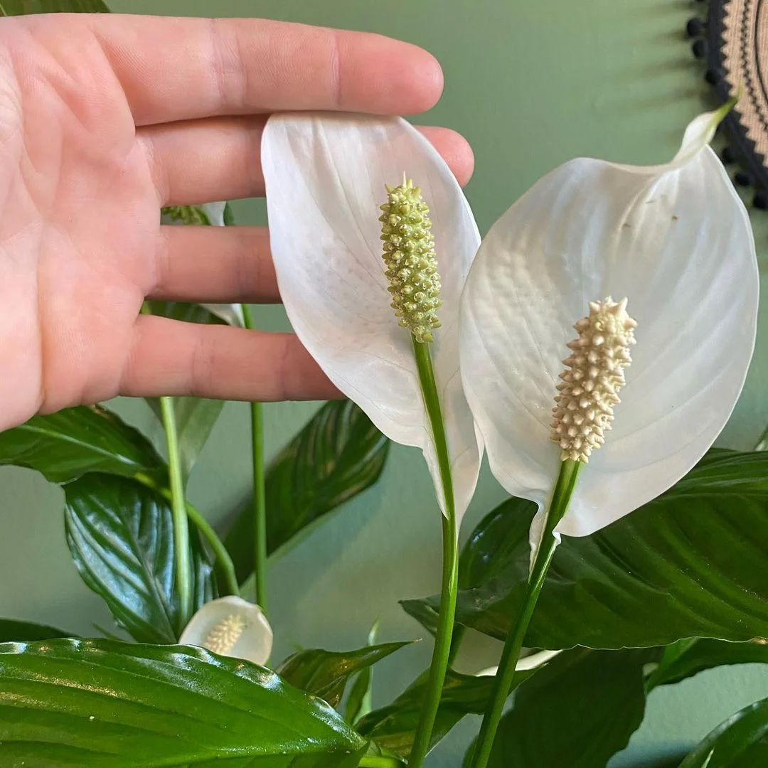 Gardening Snapinsta.app_343249824_995165738525531_8118908196685429092_n_1080 30 Indoor Plants That Like Direct Sunlight