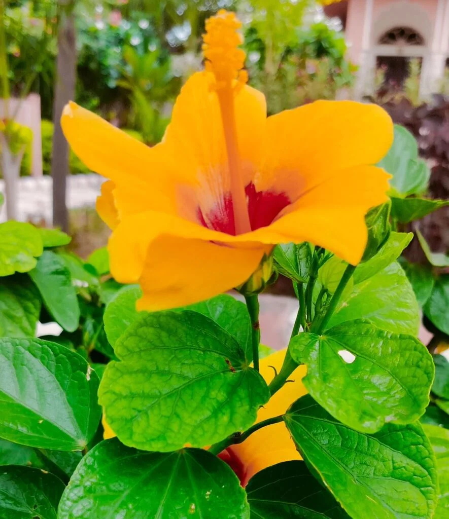 Gardening Snapinsta.app_354503223_832918104380923_5674849286354168259_n_1080-885x1024 30 Indoor Plants That Like Direct Sunlight