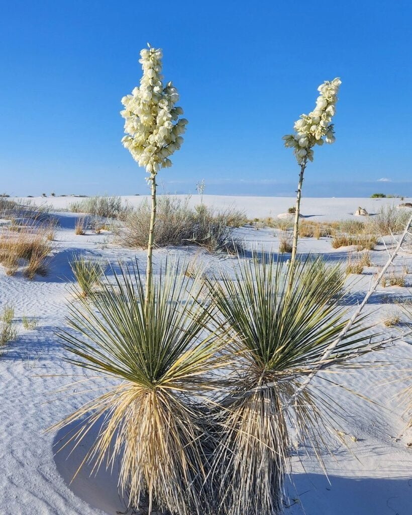 Gardening 20 Types of Yucca Plants (With Pictures)
