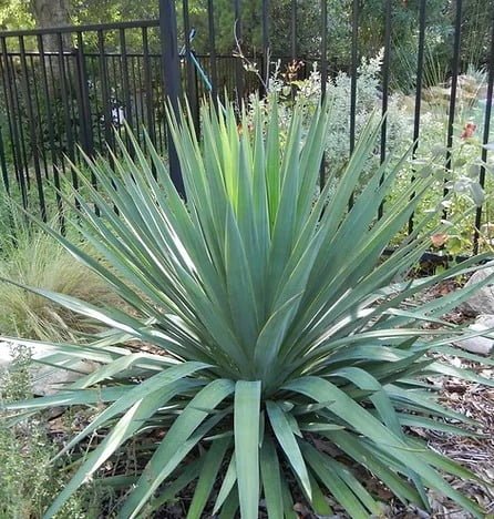 Gardening 20 Types of Yucca Plants (With Pictures)