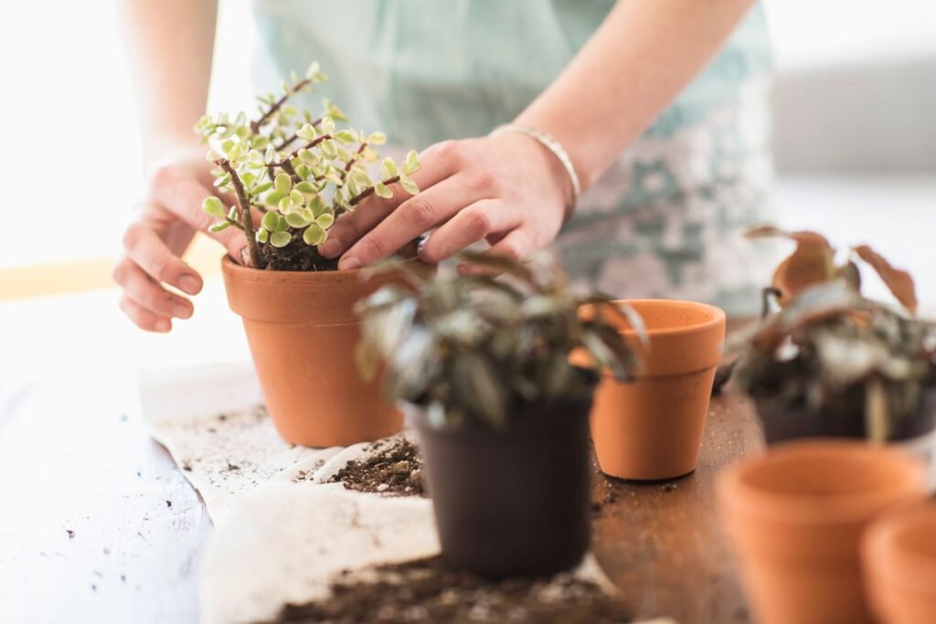 Gardening Soil-and-Drainage-House-Plant-1024x683 How to Save Your Overwatered Houseplants : Complete Guide