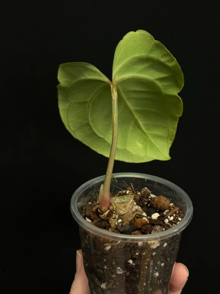 Gardening Soil-and-Fertilizer-768x1024 Bringing the Rainforest Home with Anthurium Besseae