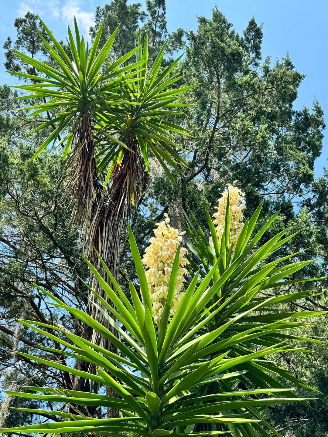 Gardening 20 Types of Yucca Plants (With Pictures)