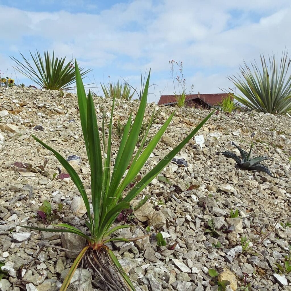 Gardening Spinning-Yucca-Yucca-rupicola-1024x1024 20 Types of Yucca Plants (With Pictures)