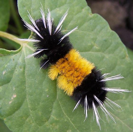 Gardening Spotted-Tussock-Moth-Caterpillar-1 Black and Yellow Caterpillars (With Pictures) – Identification Guide