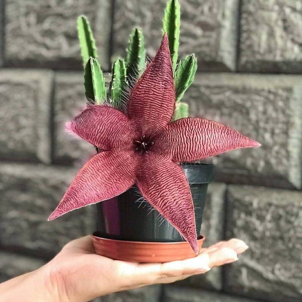 Gardening Starfish-Flower-Stapelia-gigantea-1024x1024 20 Low Light Succulents For Indoor Spaces