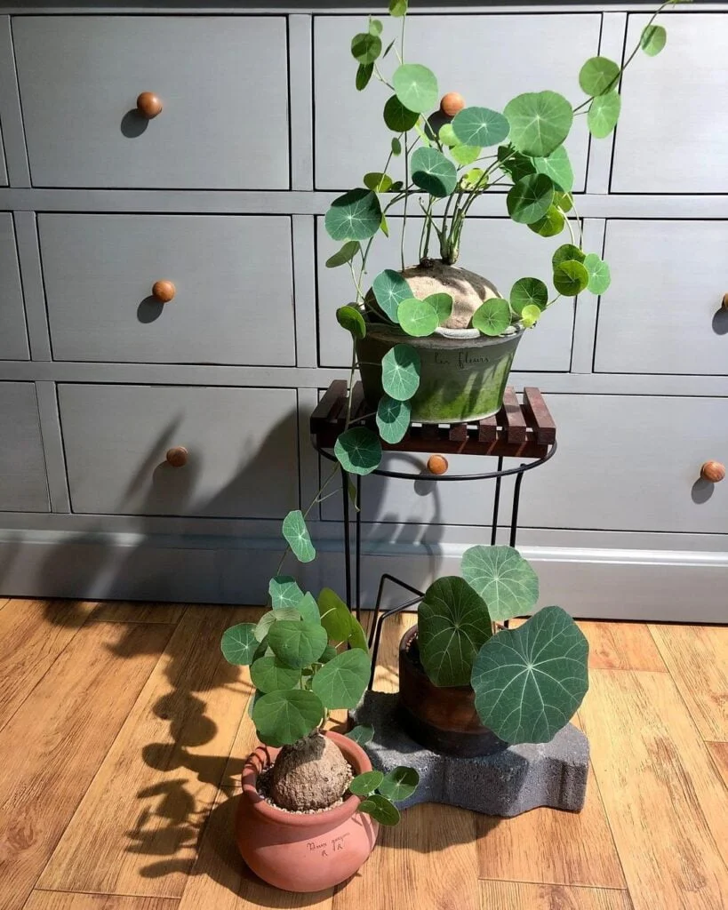 Gardening Stephania-Tetrandra-819x1024 All About the Stephania Tetrandra: A Unique Vining Houseplant
