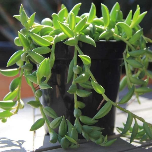Gardening String-of-Bananas-Senecio-radicans 20 Low Light Succulents For Indoor Spaces
