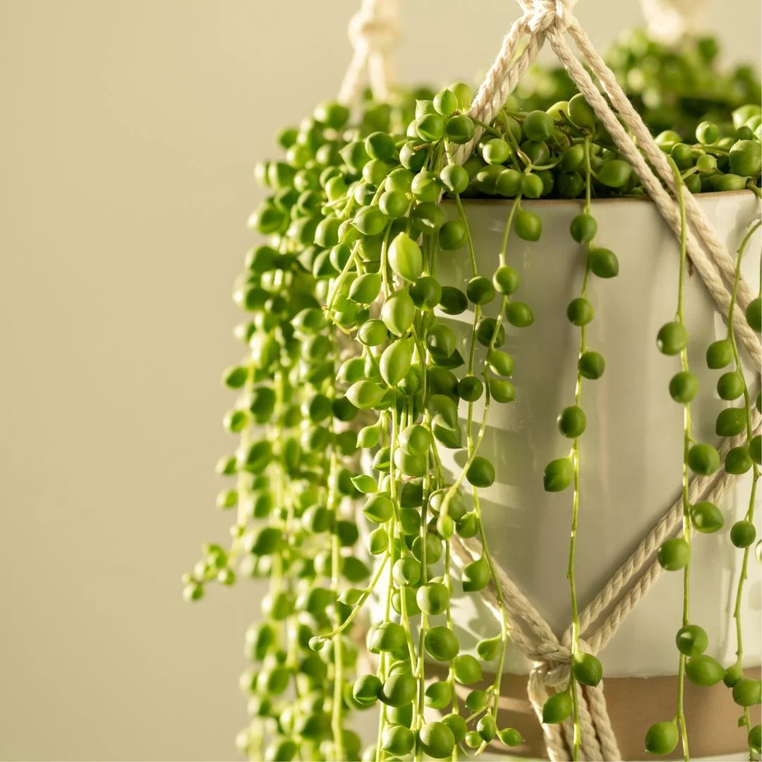 Gardening String-of-Pearls-Senecio-rowleyanus-1 30 Indoor Plants That Like Direct Sunlight