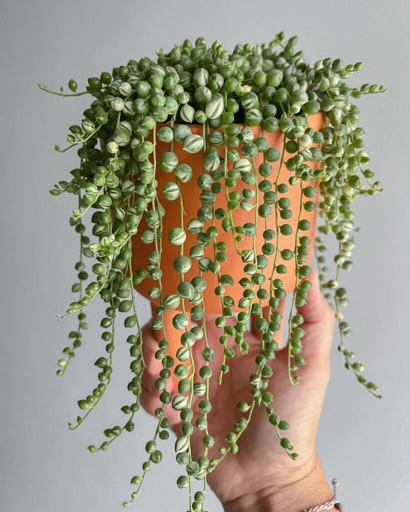 Gardening String-of-Pearls-Senecio-rowleyanus-820x1024 20 Low Light Succulents For Indoor Spaces