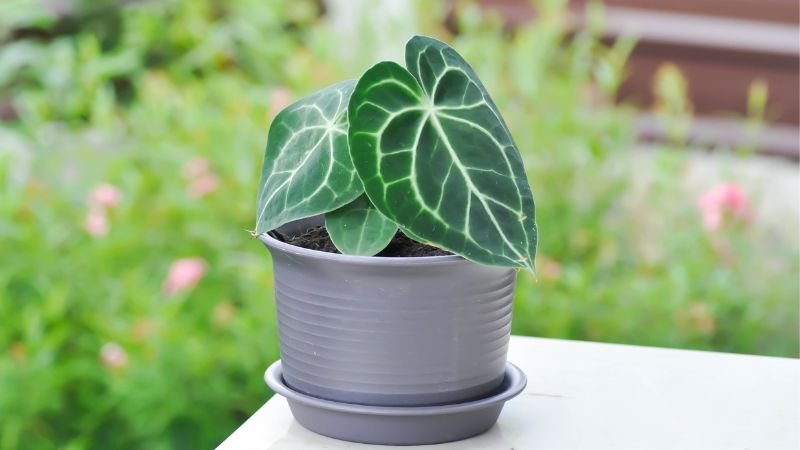 Gardening Temperature Bringing the Rainforest Home with Anthurium Besseae