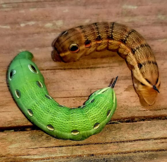 Gardening Tersa-Sphinx-Moth-Caterpillar-1 Black and Yellow Caterpillars (With Pictures) – Identification Guide