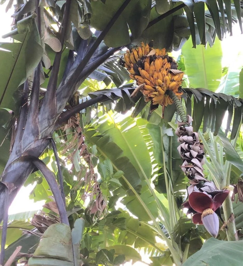 Gardening Thai-Black-Banana-Musa-balbisiana-Thai-Black-937x1024 7 Adding Tropical Flare with Variegated Banana Plants