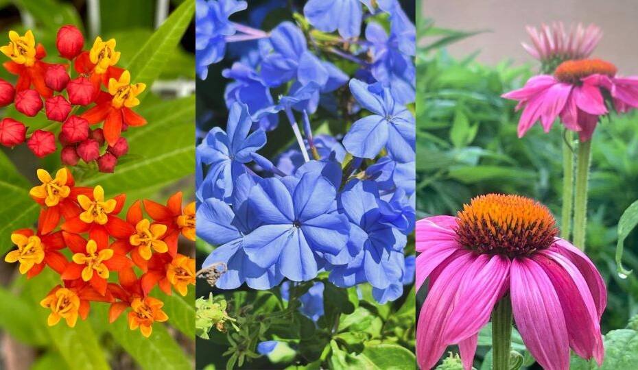 The Best Florida Butterfly Plants (With Pictures)