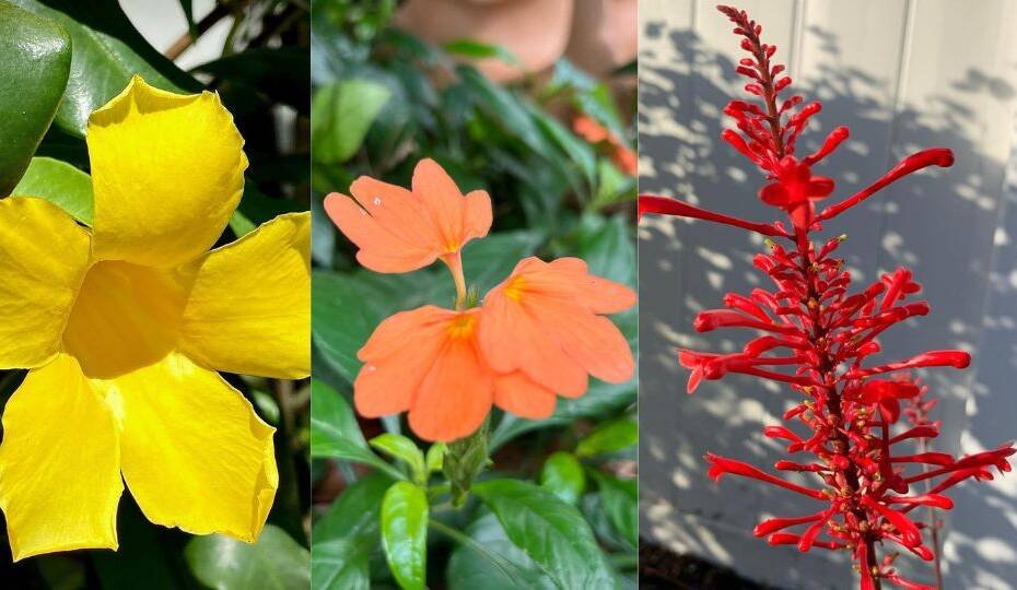 Top 20 Florida Flowers With Pictures