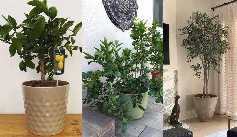 Top 5 Fruit Trees You Can Grow Indoors