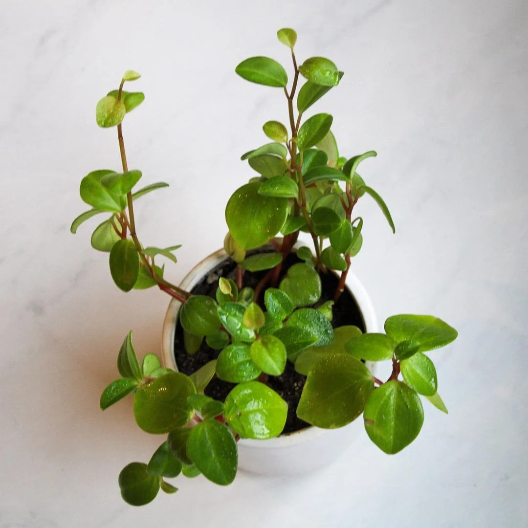 Gardening Trailing-Jade-Peperomia-rotundifolia 30 Indoor Plants That Like Direct Sunlight