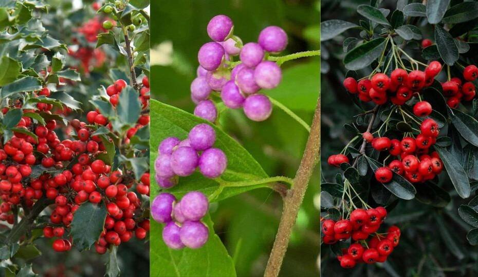 Trees and Bushes with Beautiful Red Berries