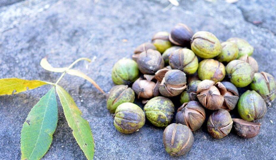 Types of Hickory Nuts - Identification Guide