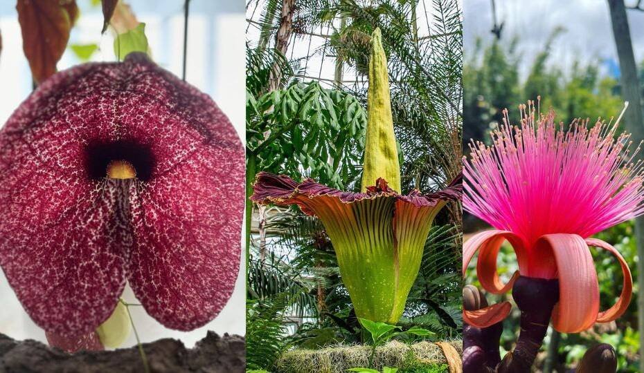 Unusual, Cool and Unique Plants With Weird Flowers