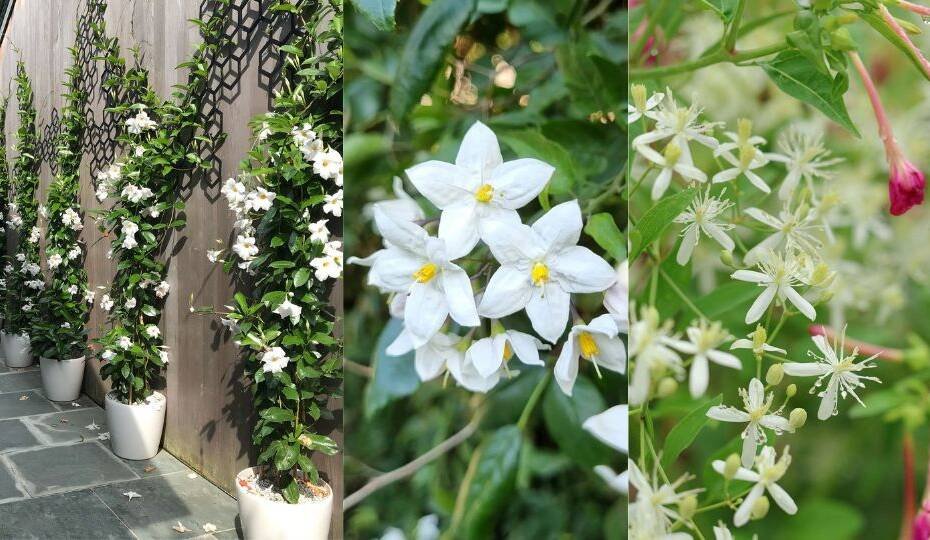Vines With White Flowers Pictures and Names
