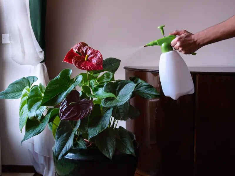 Gardening Water-and-Humidity Bringing the Rainforest Home with Anthurium Besseae
